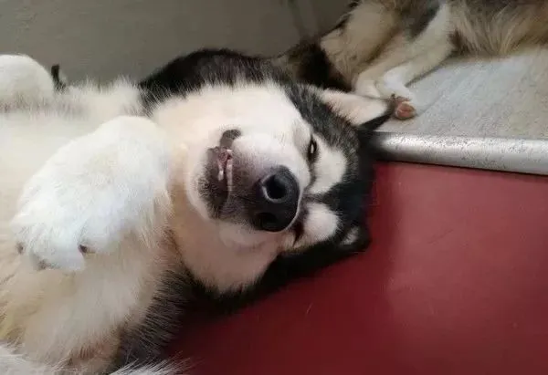 拍了张阿拉斯加的对比照，结果却想哭……
