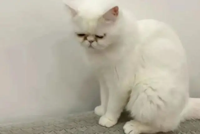 哈尔滨三只猫阳性被安乐死，到底该不该？