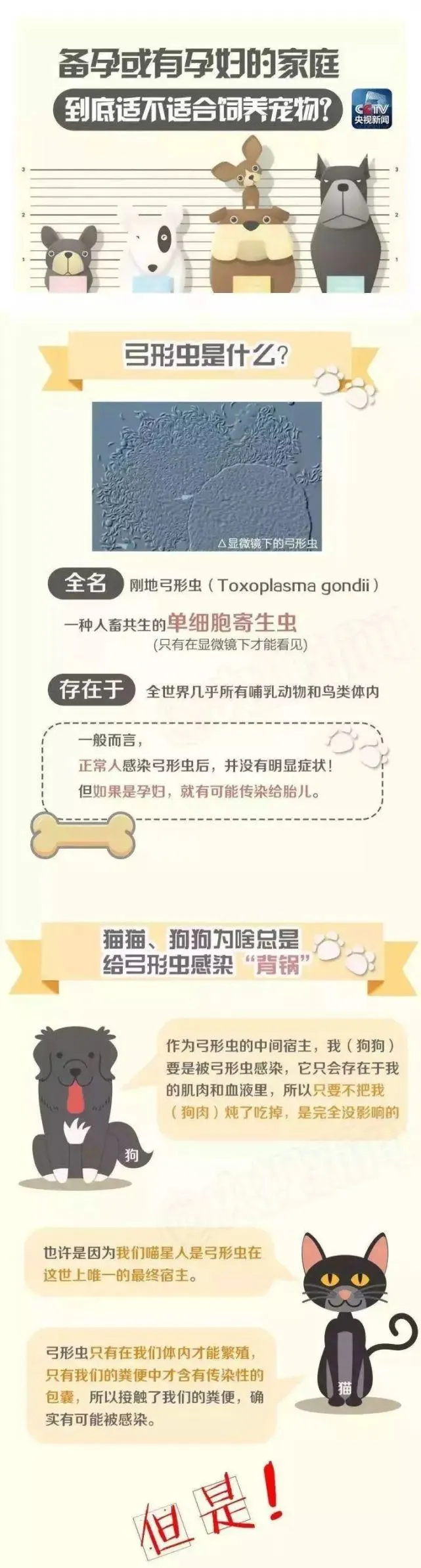 “我和救的怀孕母猫，同一天生了小宝宝！”