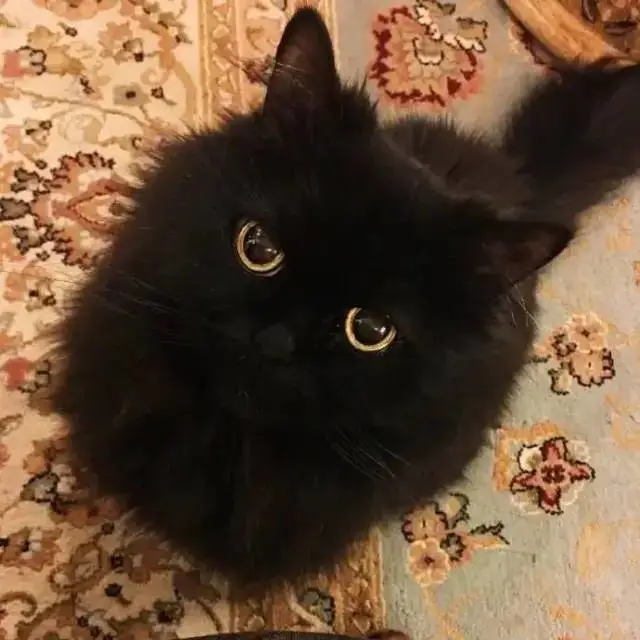 猫趣｜属于喵星人的节日，你知道几个？