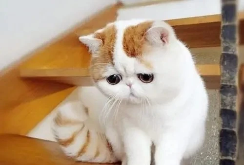 三只被安乐死的宠物猫，它们真的能和人类互相传染吗？