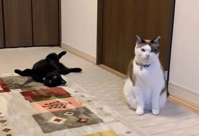 猫咪开发新“基地”，主人：陛下您这是要练功吗？