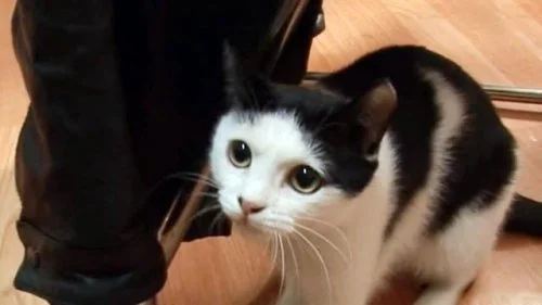 不知主人已离世，猫咪拒绝进食，每天守在门口等主人回家