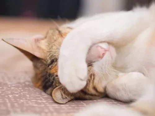 猫咪睡觉时喜欢“捂脸”，真不是为了“卖萌”