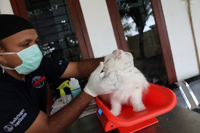 （外代二线）印度尼西亚：宠物接种狂犬疫苗