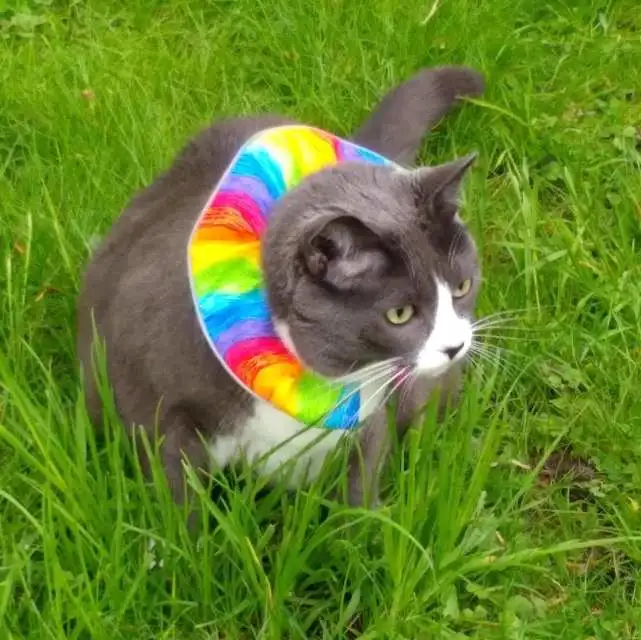 家猫依然会外出捕猎是出于原始冲动 而不是因为它们饿了