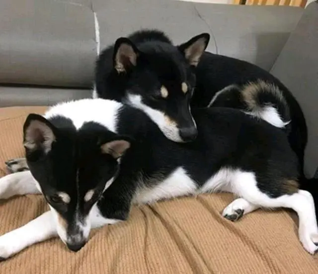 柴犬疑似哈士奇的种，主人赶紧辟谣，网友：它爸肯定是哈士奇！