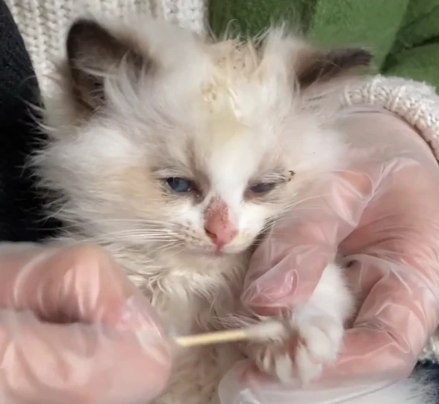 5只布偶猫幼崽，被人遗弃在垃圾桶旁：这猫也有人丢吗？