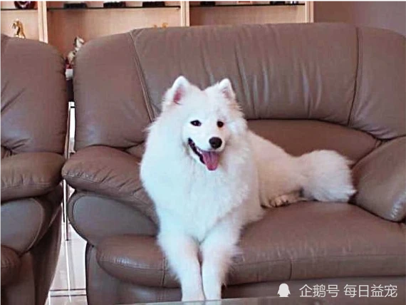 狗狗咬坏昂贵沙发，主人一怒之下将其丢弃，再次开门画面令人感动