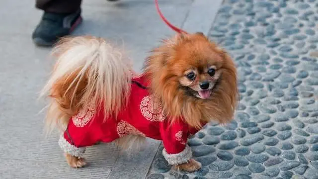 会影响博美犬寿命的“五件事”，很多人还不重视！