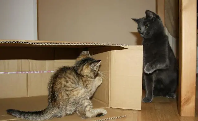 猫咪越来越爱你的3个阶段，你家猫是吗？