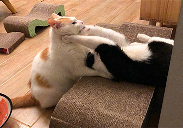 猫咪有这些行为，证明你养猫真的很失败