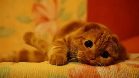 九大常见猫咪品种，你喜欢哪个？