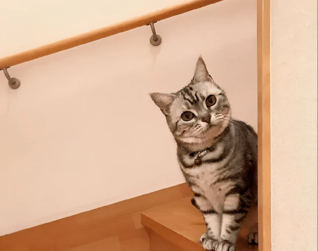 猫咪能记住主人一辈子吗？实际上它的极限记忆是21天