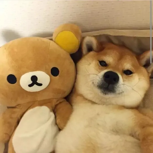 当柴犬遇上轻松熊，这样的搭配还真是要多蠢萌有多蠢萌！