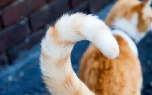 猫尾巴为什么不能拽？看看这4个原因，你还有想法去拽尾巴吗？