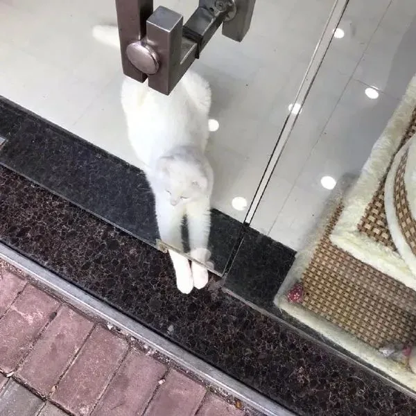 讨厌啦～人家就是怕漏风……不是要和你们握手！