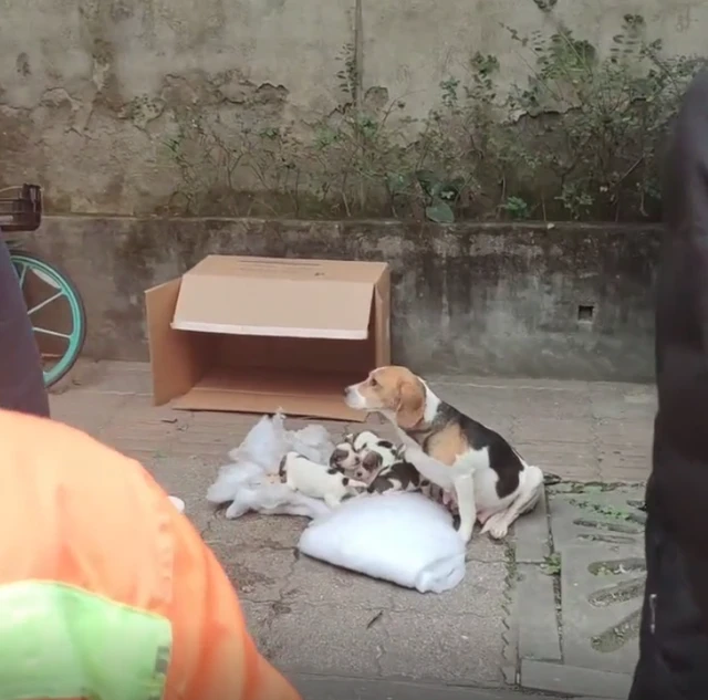 7只纯种比格犬被遗弃在路边，众人十分不解：品种犬也有人丢吗？