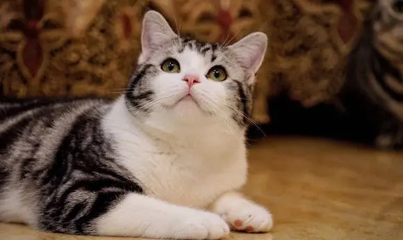 猫咪总是在夜里“鬼哭狼嚎”，往往是这些原因导致