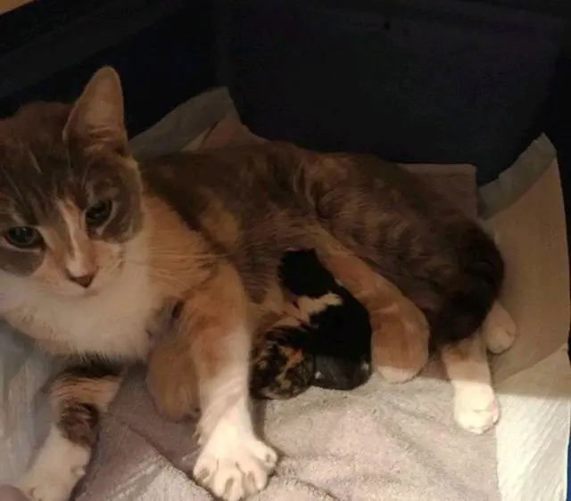 怀孕猫妈街头流浪，临近分娩仍在讨食，女孩一招手，换来4只小猫