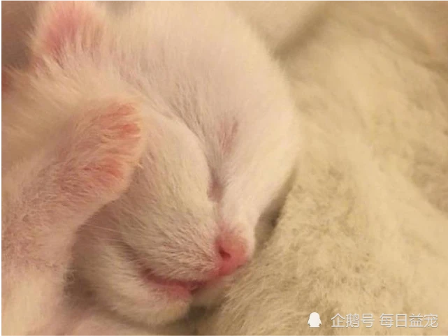 小奶猫被羊水呛到，年轻姑娘嘴对嘴人工呼吸，小家伙这才得救！