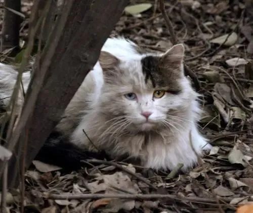 流浪猫隔玻璃看宠物猫，接着一幕让人忍不住掉眼泪：它也会羡慕啊