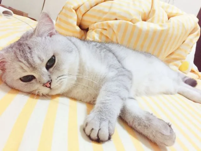 养猫的幸福感分3级，越高级越幸福，你是哪个等级呢？