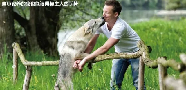 狗有“狗聪明”吗？