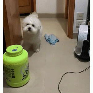 “麻麻，汪敲门了，可以进来吗？”