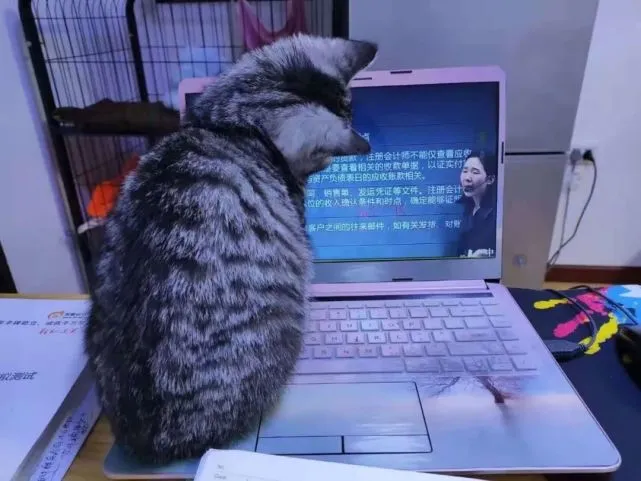 投稿｜一人一猫的生活，是相互的守望，更是彼此的治愈