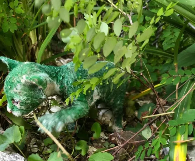 路边惊现“绿巨猫”，全身被涂满颜料，隐藏在路边自生自灭