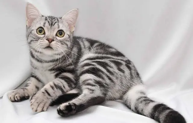 猫咪忠心排行榜：这7种猫咪，会一直跟着你！