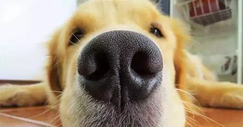 狗会突然对着空气狂叫，是看到了我们看不到的东西吗？