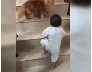 怕孩子的小猫，居然教小主人爬楼梯，主人看到后被暖爆了……