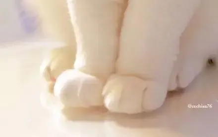 这只猫拥有非常软萌的一对肉爪，再配合铲屎官的高难度拍摄……