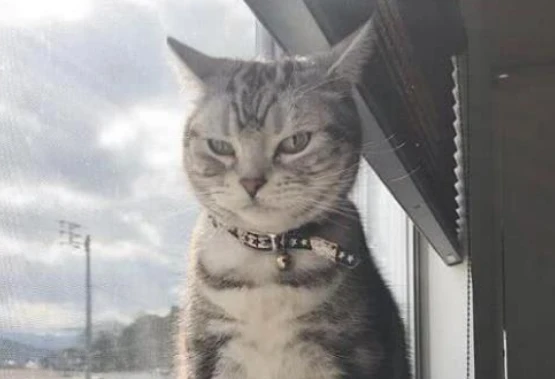 猫有六个特征尽量不要养，尤其家里有小孩，更加要慎重考虑了