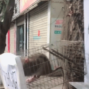 男子抓到一只老鼠，挂在树上展示，路人一瞧：解气！