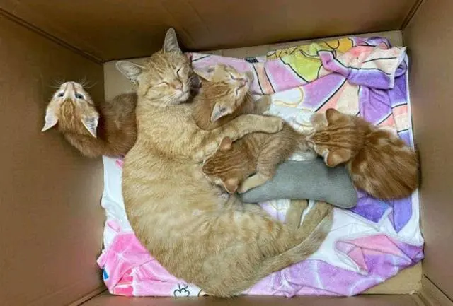 流浪橘猫受大叔恩惠，他随口说想见小猫，猫妈隔天真带来4个孩子