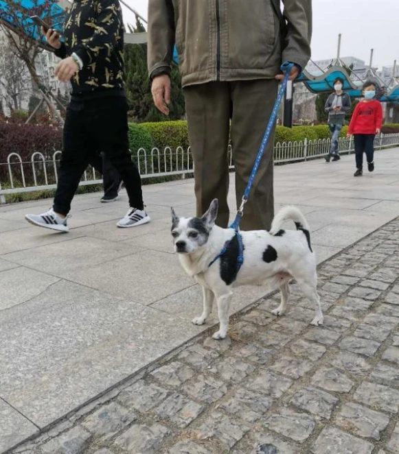 你知道为什么一定要遛狗吗？