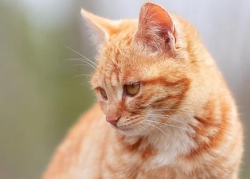 决定不养的猫一般怎么处理？推荐这4个归宿，呼吁不要丢弃猫咪
