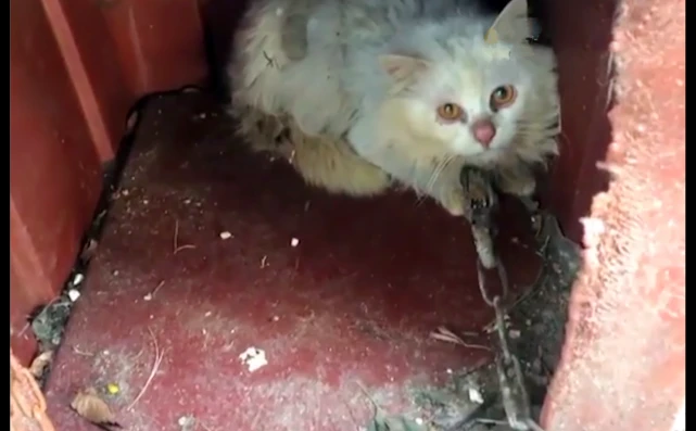 猫咪帮主人消灭完老鼠，却被嫌弃脏用铁链拴了起来，还说很正常？