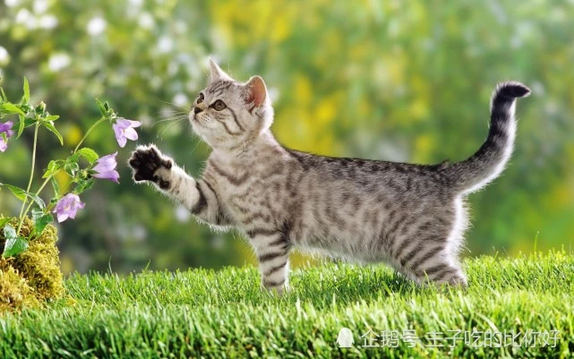 猫咪最怕的四种“惩罚”，不仅没有效果，还有可能伤到它！