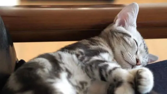袖虎病猫攻略：感染猫绦虫不要慌，袖虎宠物教你来驱虫