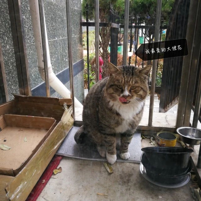现实版《猫的报恩》