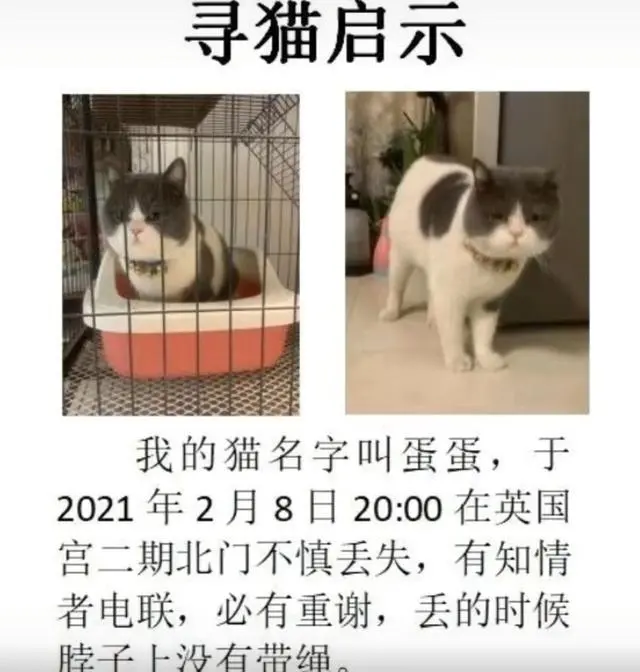 你不要我，我去找你，猫咪3个月跨越10公里，只为寻找前主人