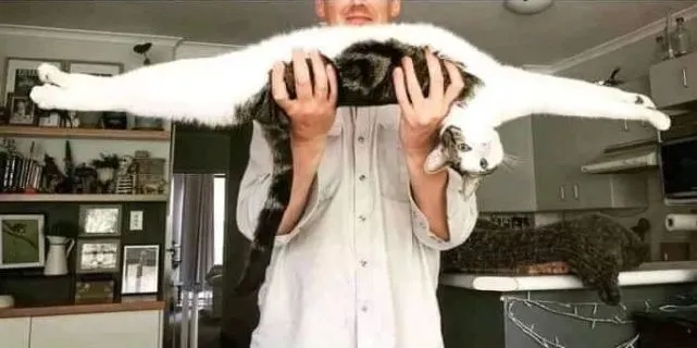 猫咪小时候vs长大后，这差距你敢认？