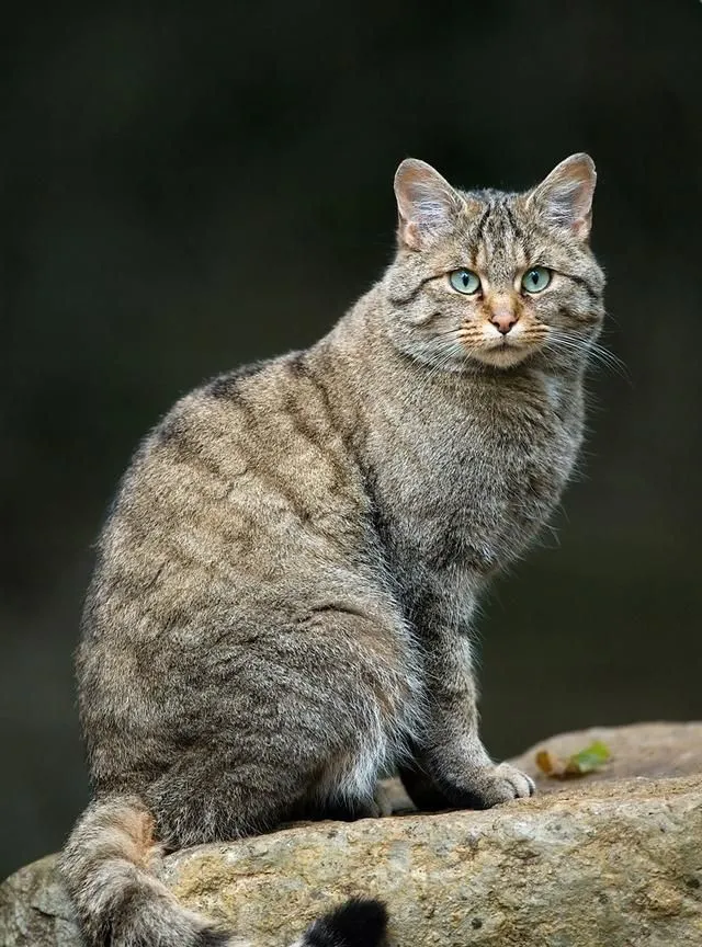 荒漠猫：中国唯一的特产猫，战斗力极其凶悍，成全球最神秘的猫