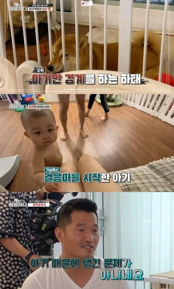 录制中断，韩国夫妇把会攻击宝宝的柴犬一起养，MC生气走人