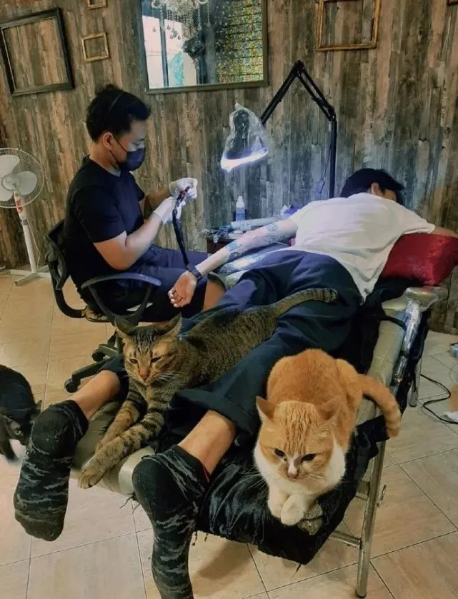 一家刺青店里的猫