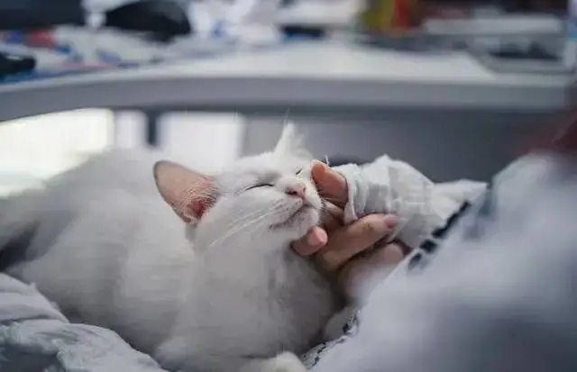 猫护｜你有多久没有听过家里猫咪的呼噜声了？